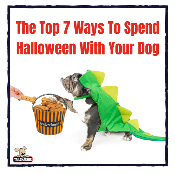 Top 7 Ways to Spend Halloween with Your Dog